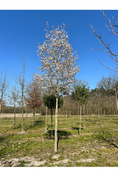 Amelanchier arborea Robin Hill